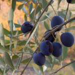 Olive_fruit_on_the_branch_(2007)