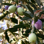 Olivesfromjordan