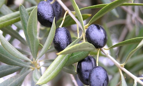 Φυσική παρασκευή μαύρης ελιάς
