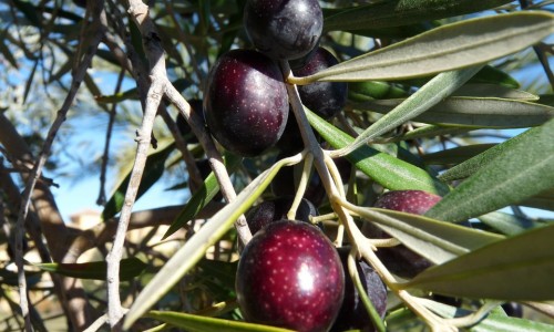Φυσική παρασκευή μαύρης ελιάς (ολόκληρες)