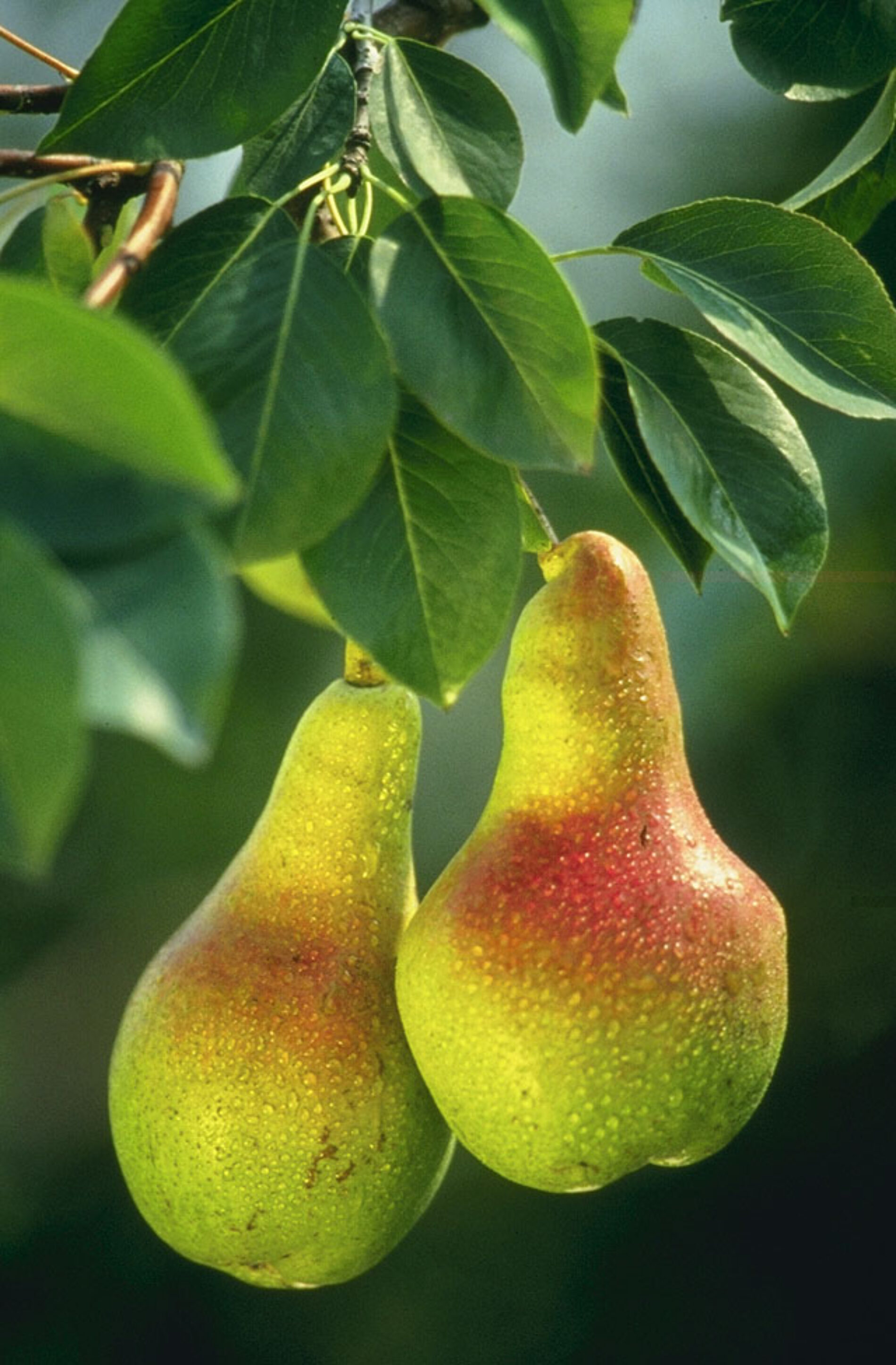 Ένας κινέζος αγρότης είχε την ιδέα να καλλιεργήσει αχλάδια σε σχήμα ανθρώπου!! (εικόνες)