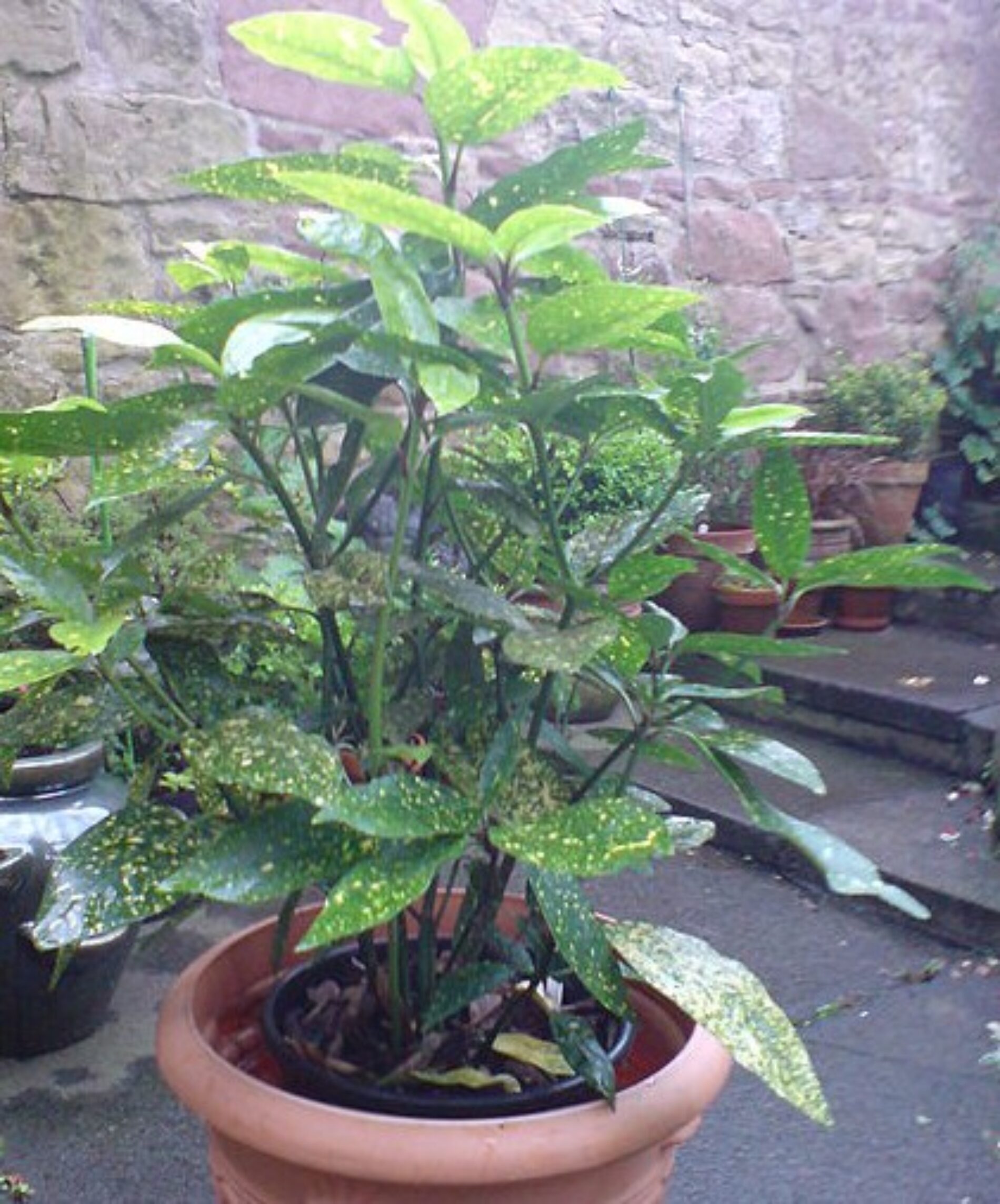 Αουκούμπα – Φυτό ανθεκτικό σε σκίαση και ρύπανση