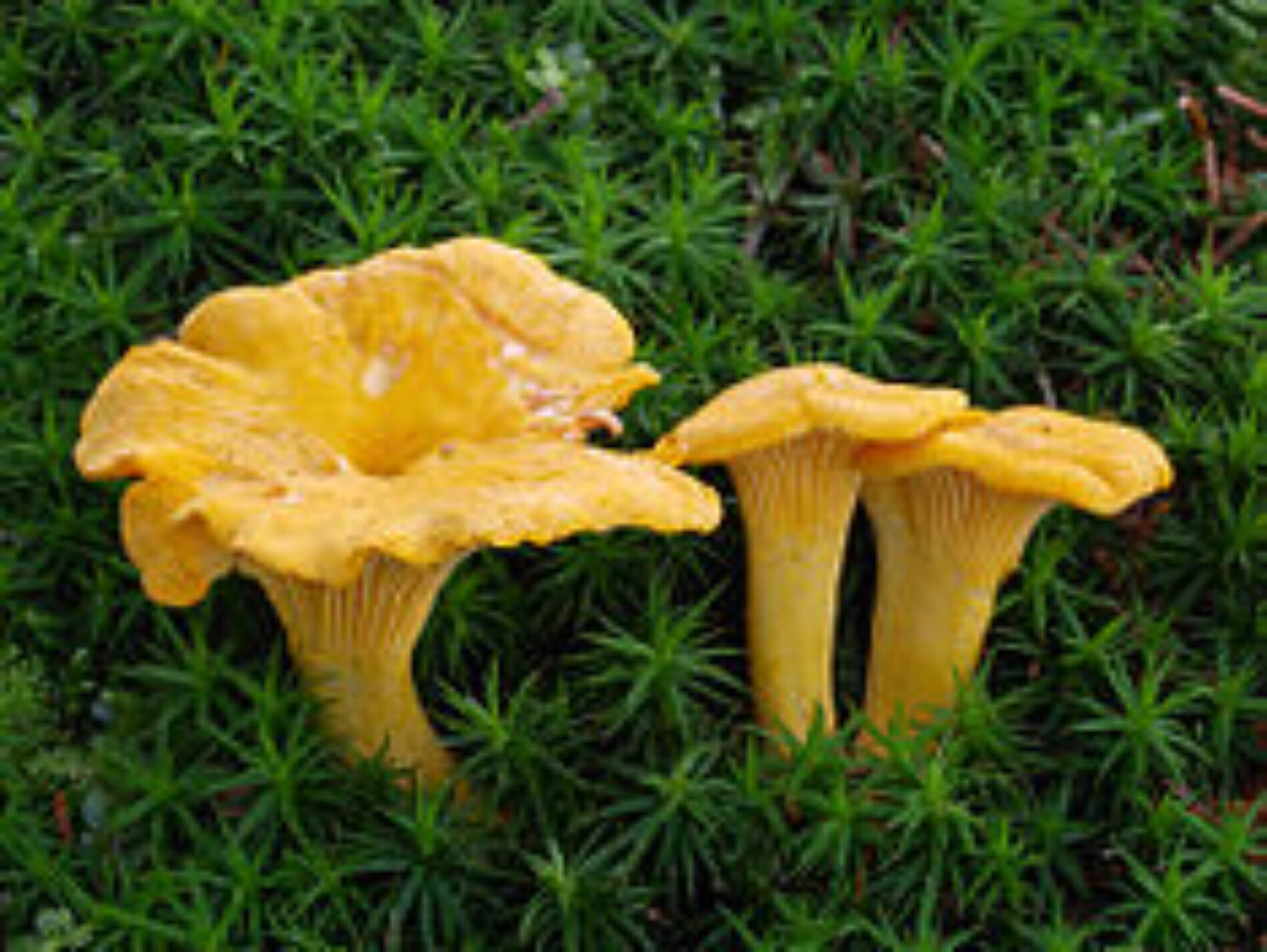 Cantharellus Cibarius – A popular edible mushroom