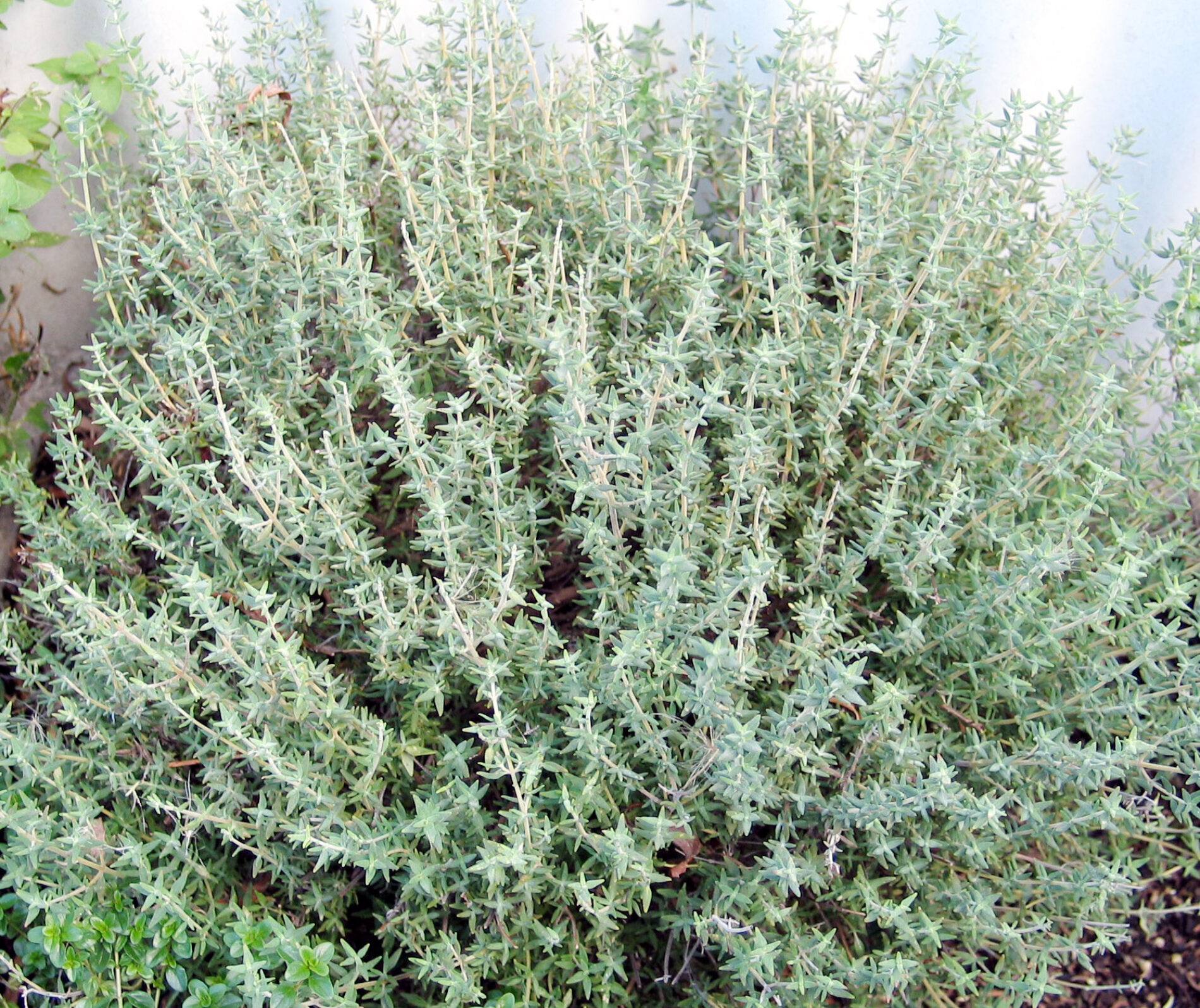 Πρoστατευμένο: Πρόσοδος αρωματικών φυτών – Για πλήρη  πρόσβαση επικοινωνήστε με το cfn@cfn.gr