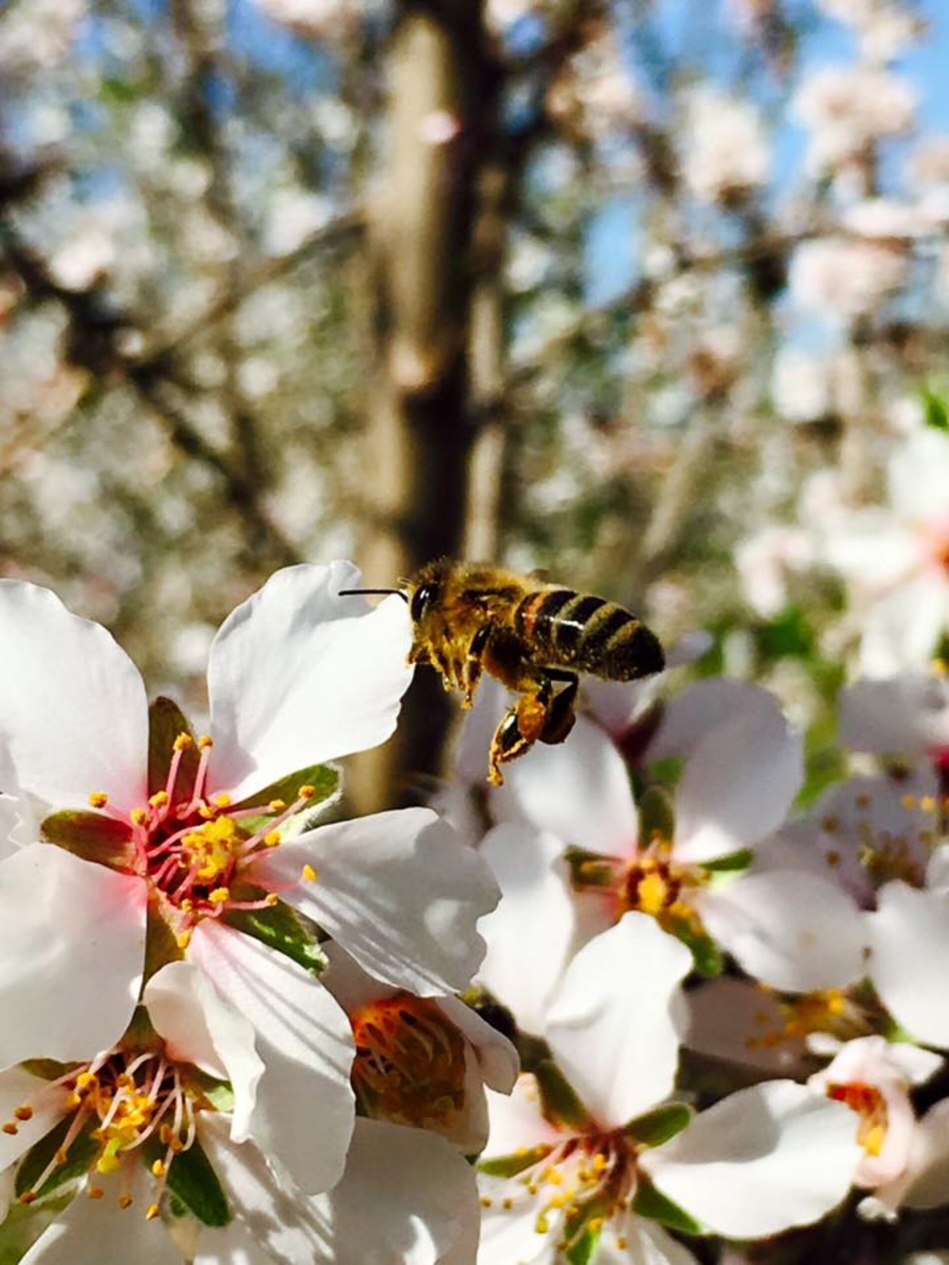 Η θυμόλη και πώς χρησιμοποιείται στη βιολογική μελισσοκομία