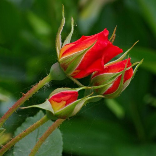 Συντήρηση Τριαντάφυλλων στο Βάζο (Video)